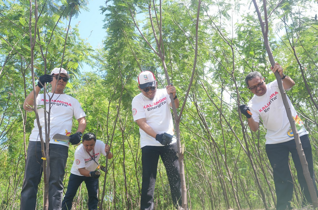 Semen Tonasa Kembangkan Energi Terbarukan, Dengan Panen Perdana Kaliandra